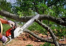 Professional  Tree Services in Ballwin, MO